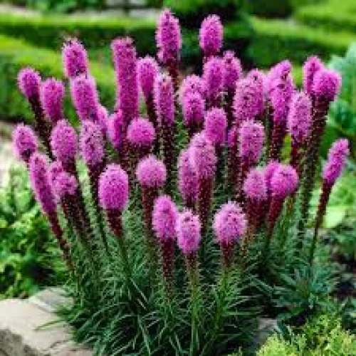 Liatris spicata 
